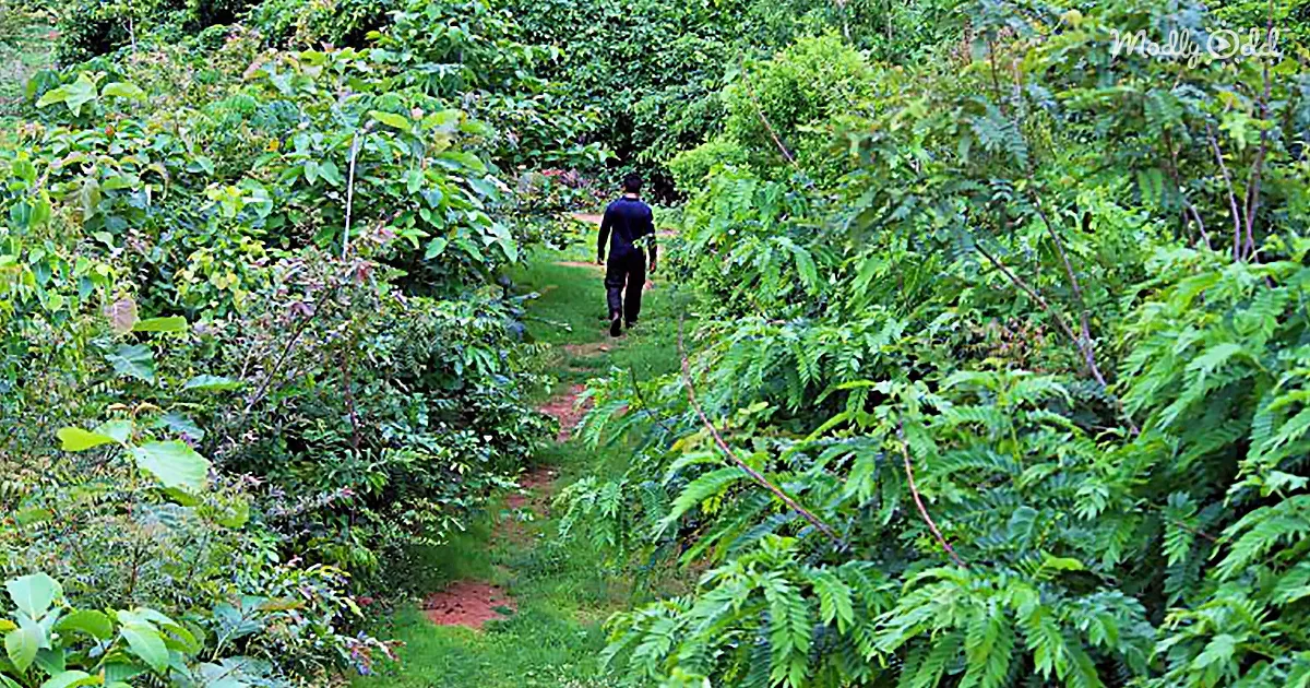 A person walks down a narrow path surrounded by lush green foliage in a dense forest.