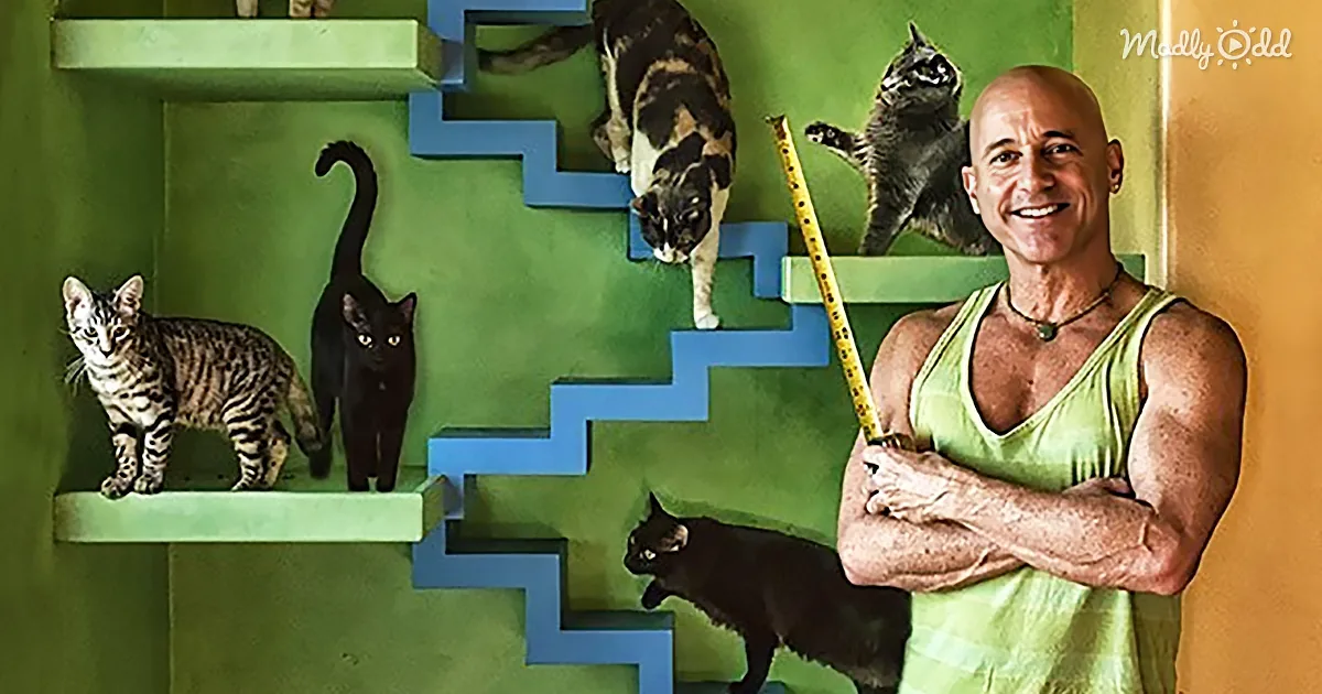 Man With 15 Cats Very Wisely Spends All of His Money Turning His Home Into a Feline Paradise