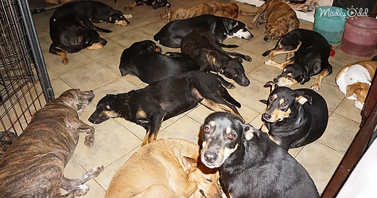 Woman Brings 97 Dogs Into Her Home to Protect Them From Hurricane Dorian