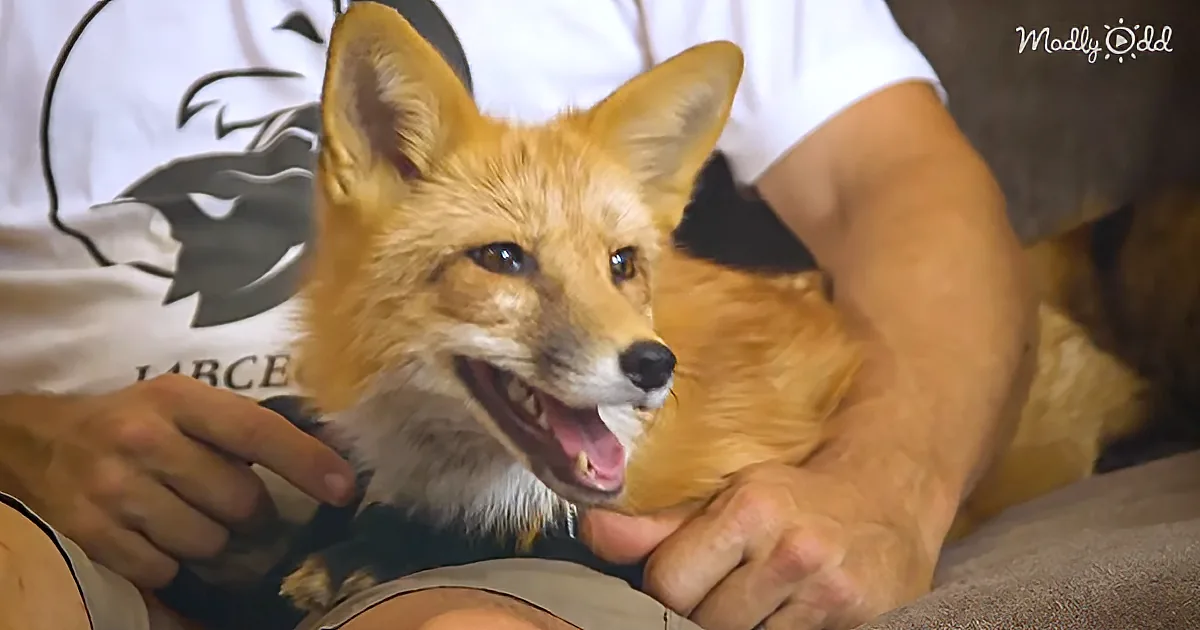 Behold the World's First Genetically Domesticated Foxes