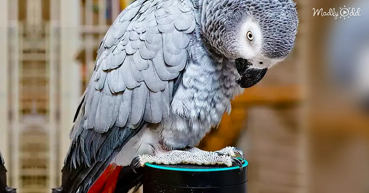 A grey parrot with a black beak and red tail feathers perches on a black object with a teal rim.