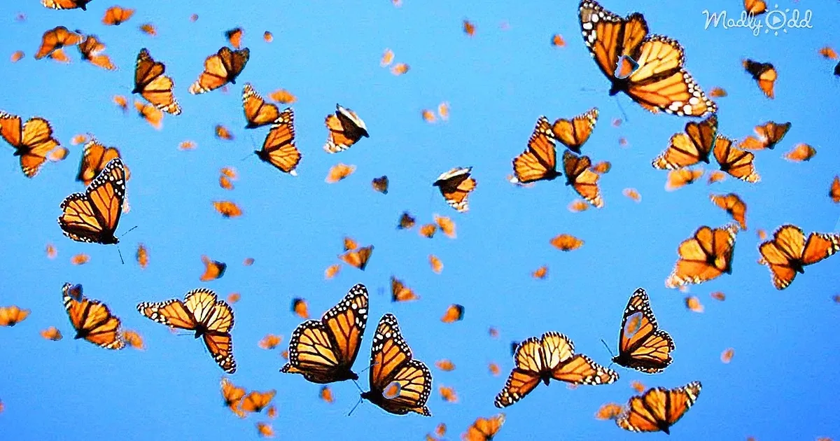 Listen to the Magical Sound of a Million Butterflies Taking Flight at Once