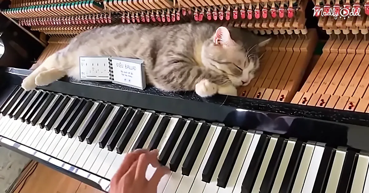 A cat lounges on a piano, with a hand playing the keys, and a book titled "Ballad" nearby.