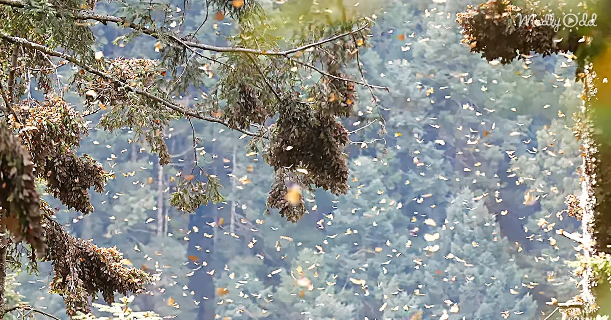 Listen to the Mystical Music Made by Millions of Butterflies Taking Flight at Once