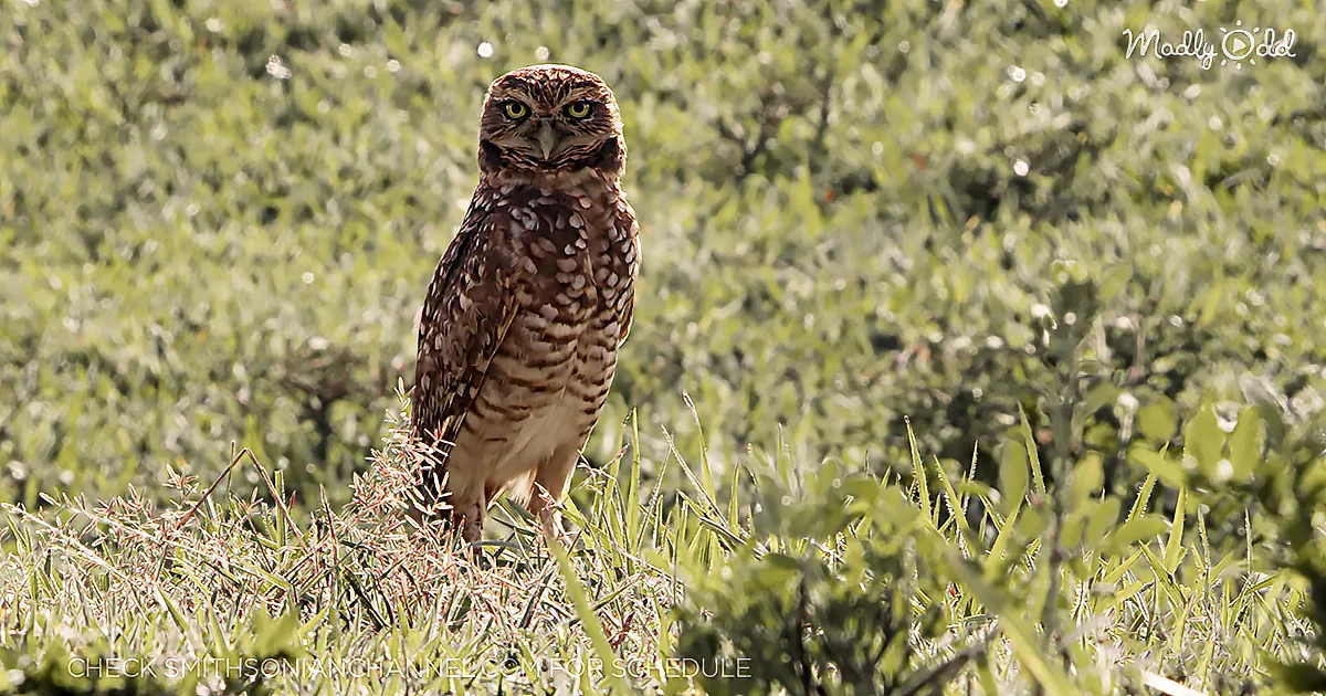 You've Never Seen Anything Quite Like These Burrowing Owls of Columbia's Open Plains