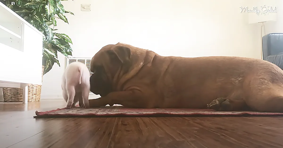 When George Met Debbie: Watch This 135 Pound Dog Fall in Love With a Tiny Piglet
