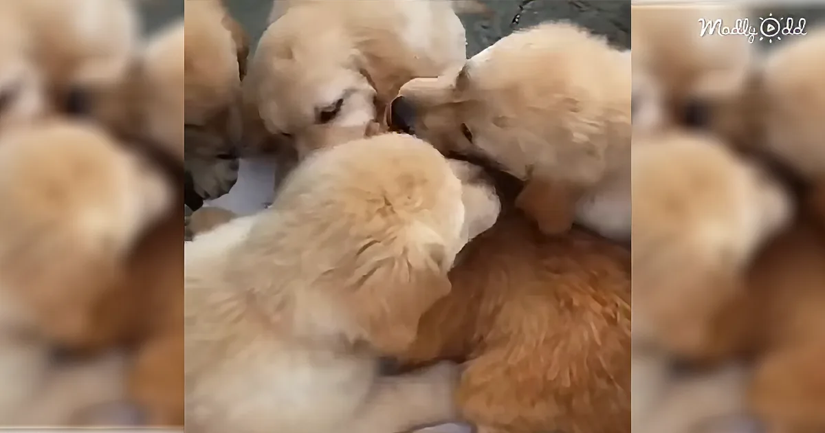 Five Golden Retriever Puppies Love Their Kitty so Much, They Leave Her Sopping Wet With Kisses!