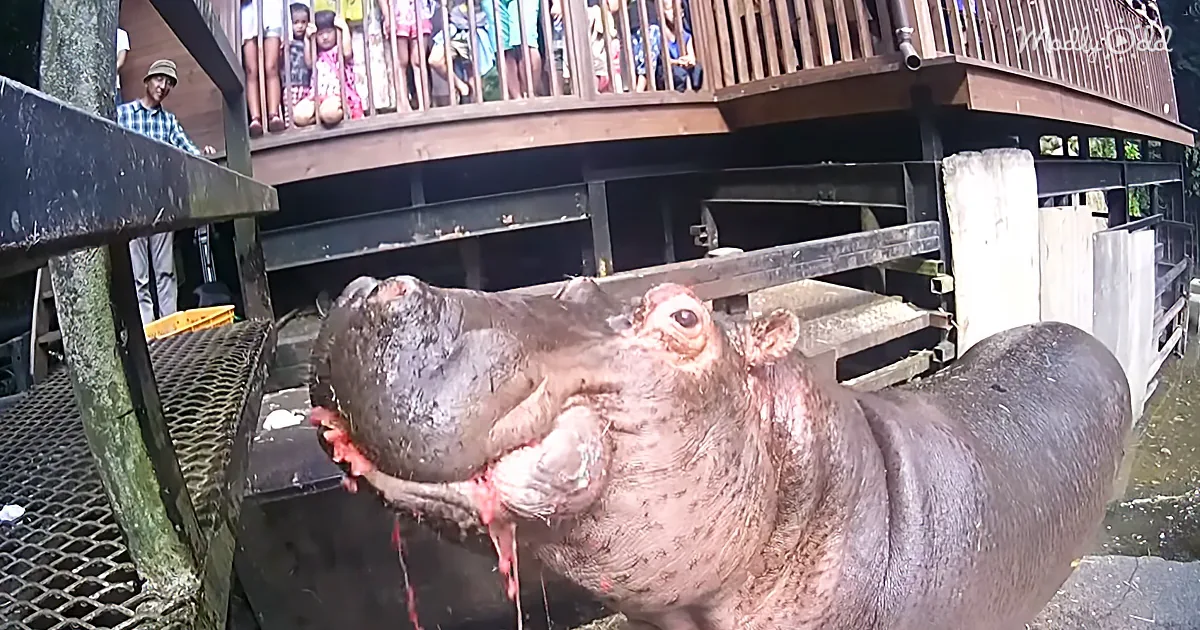 A Hippo Eats a Whole Watermelon in One Big, Juicy Bite!