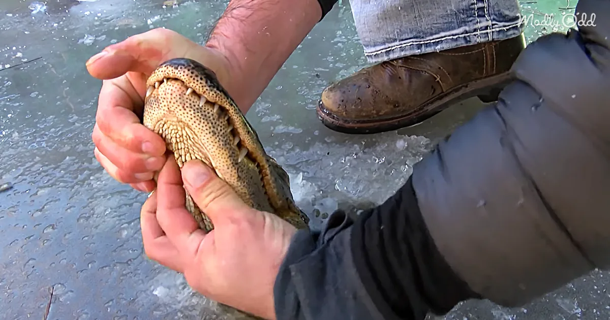Those 'Frozen' Alligators Aren't Dead, They're Using an Incredible Survival Strategy