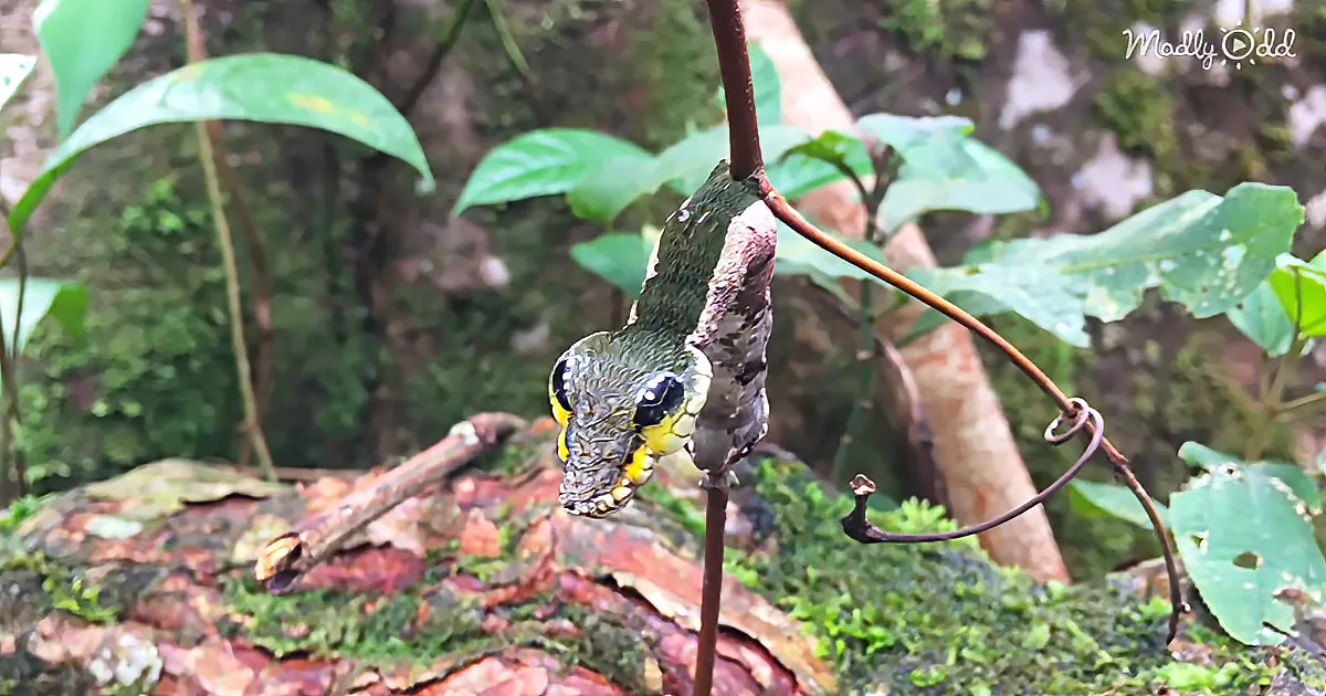 Amazing Caterpillar Transforms Into a Snake When Scared