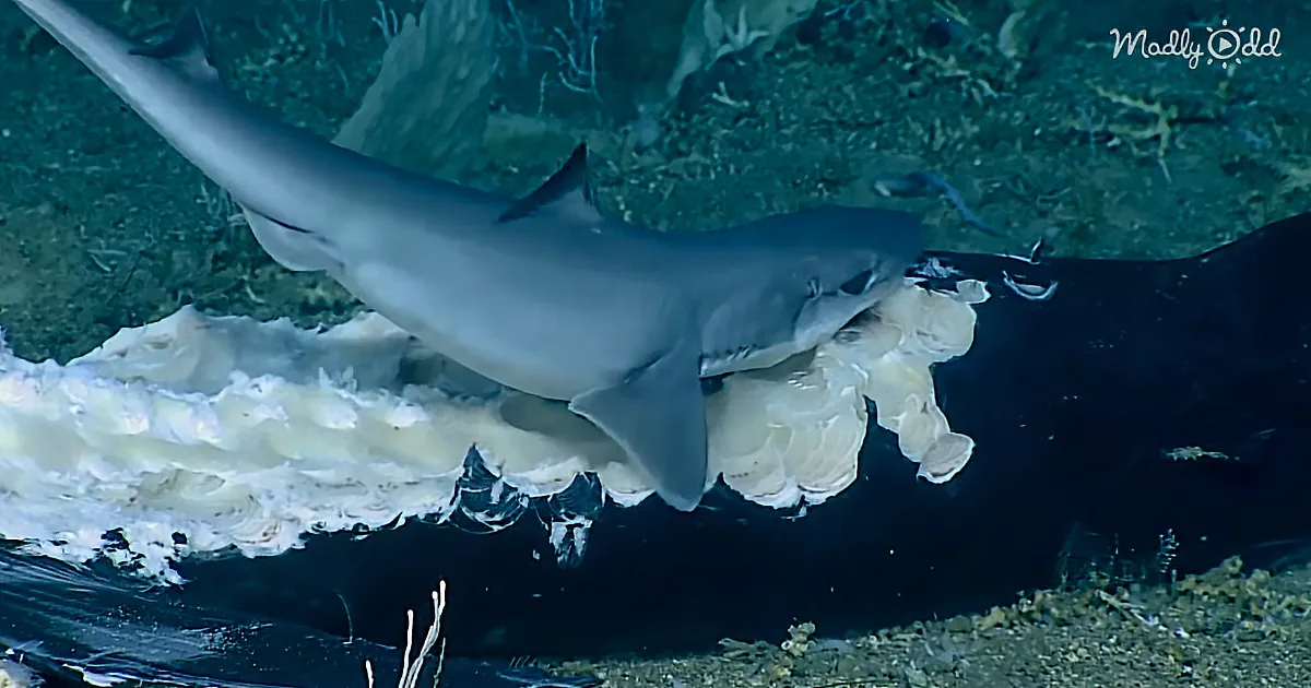 Scientists Catch Shark Feeding Frenzy During Deep Dive on the Ocean Floor