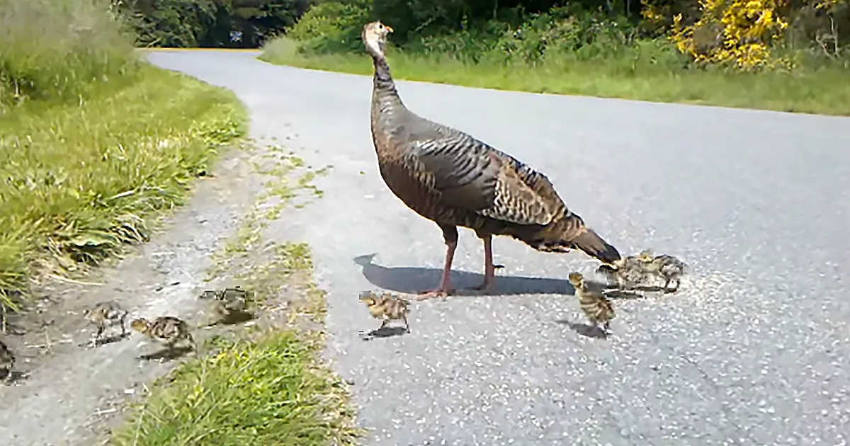 A turkey leads her chicks across a paved road amidst greenery.