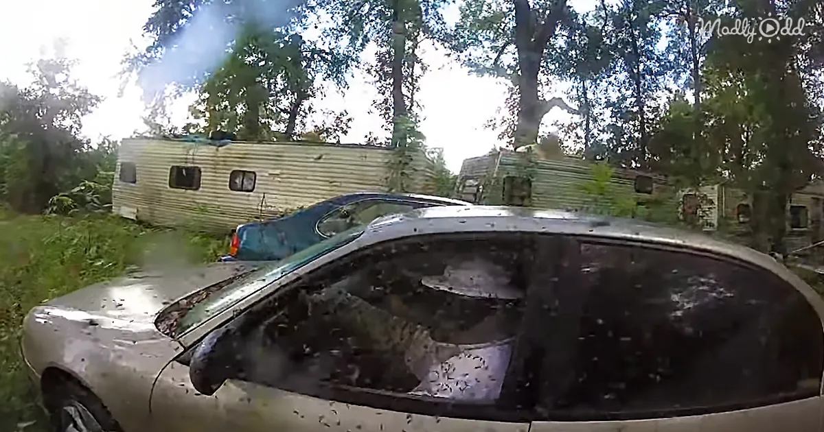 Bees Take Over Car and Turn It Into One Massive Mega Hive