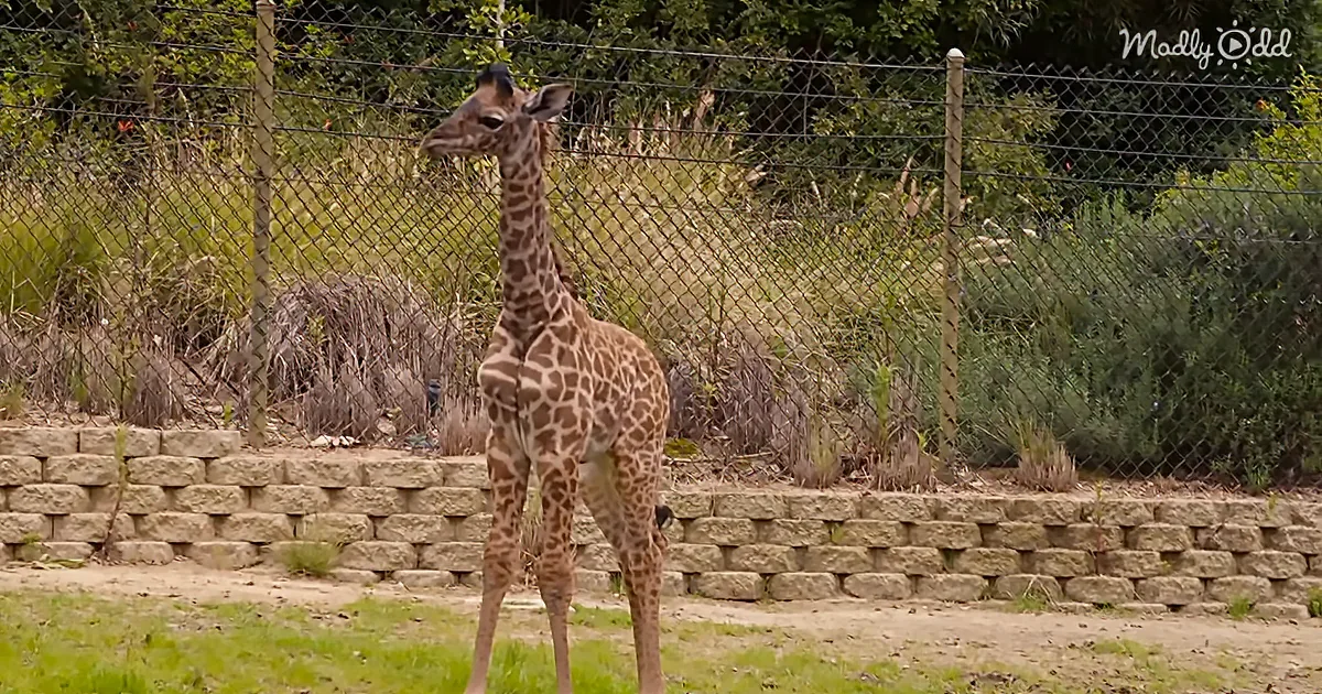 A giraffe stands in a fenced enclosure with a brick wall and greenery in the background.