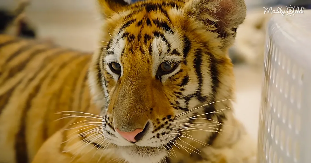 A close-up of a tiger's face with distinctive stripes and whiskers, looking directly at the camera.