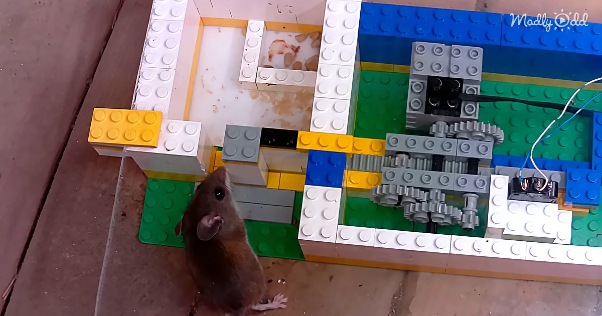 Man Builds Lego MacHine to Test How Small a Gap a Mouse Can Fit Through
