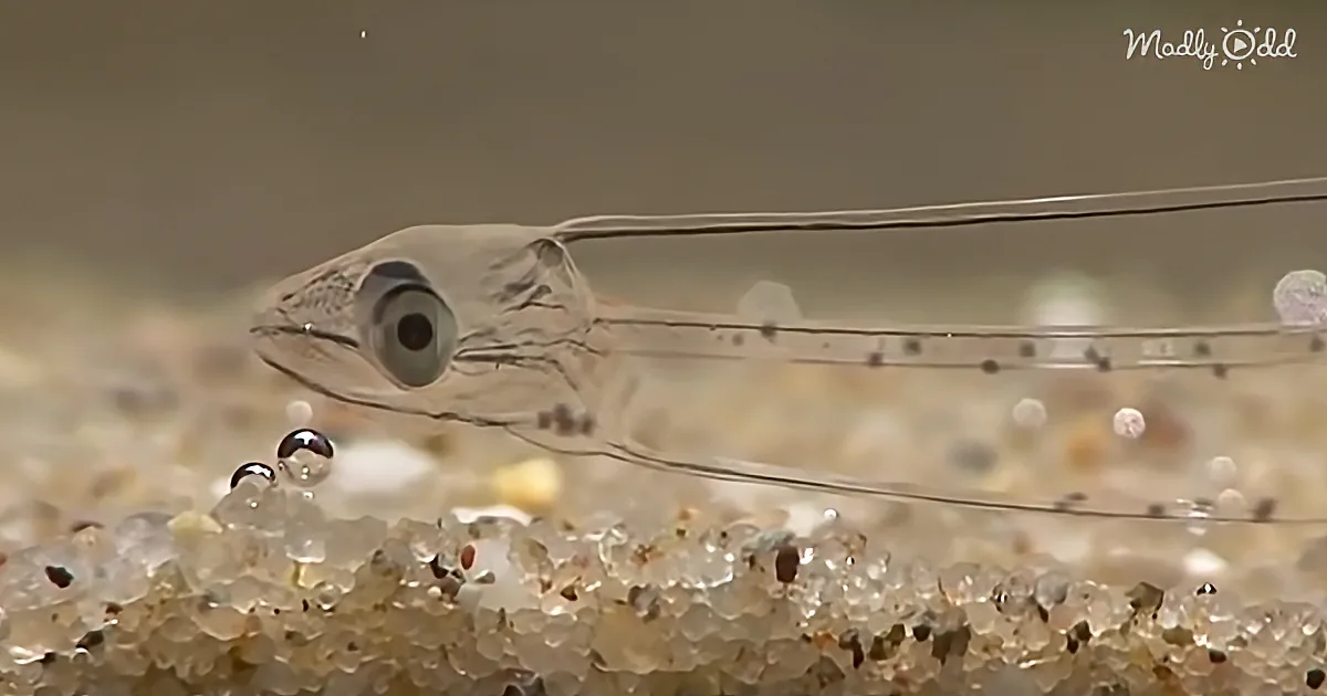 You Can See Through This Eel Because It's Totally Transparent