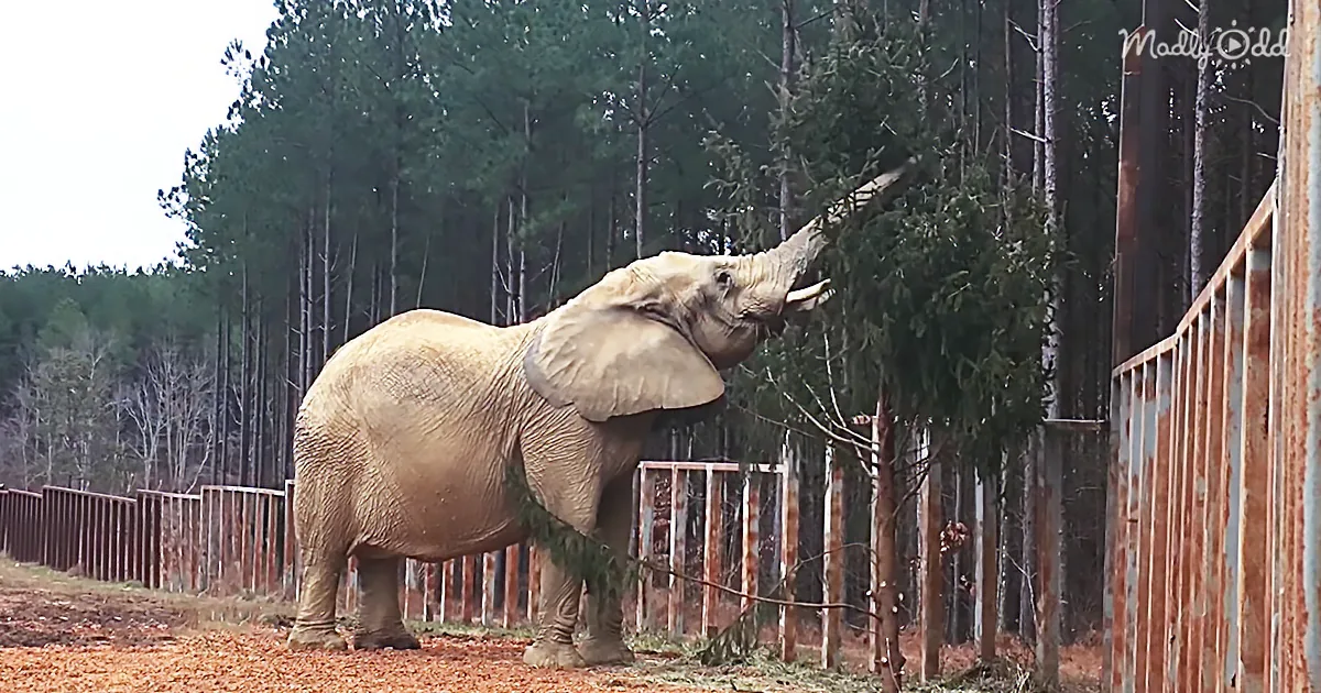 A New Way to Dispose of Your Christmas Tree in Tennessee