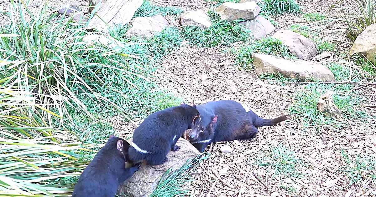 Jealous Tasmanian Devil Pup Wants His Sister's Attention
