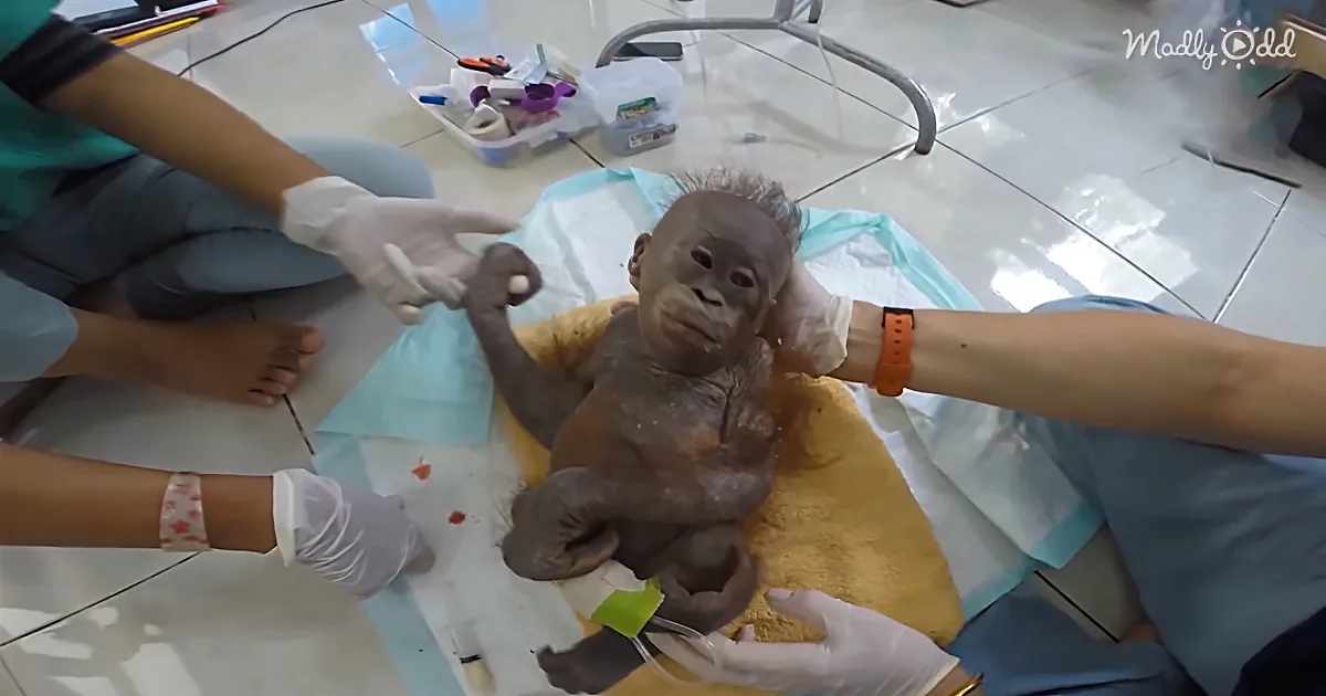 A Malnutritioned Orangutan Rescued and Taken to Hospital