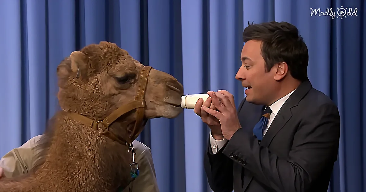 A man in a suit feeds a camel from a bottle on a talk show set.
