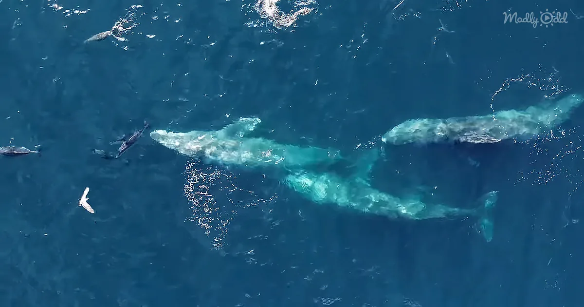 A Trio of Grey Whales Plays With Dolphins off the Coast of Dana Point