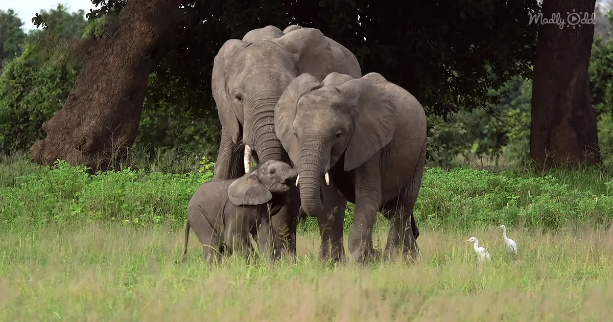 Elephant Parents Play With Their Adorable Baby and Melt Our Hearts