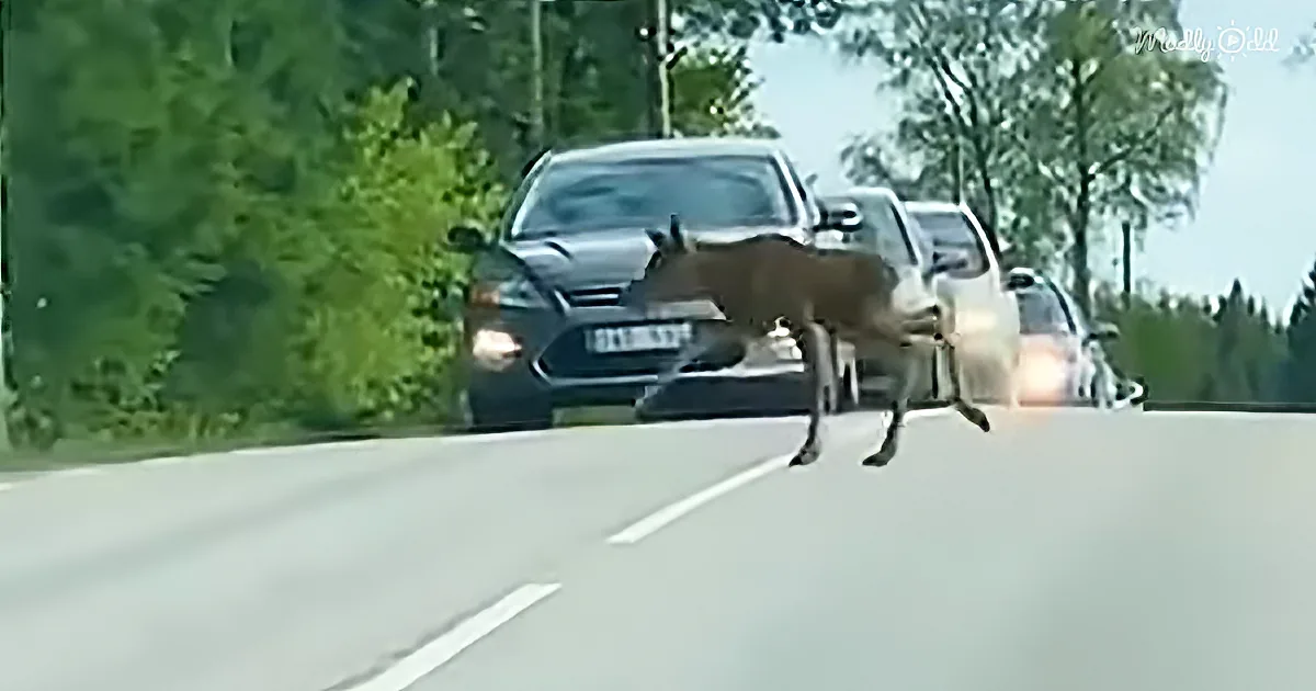 Adorable Baby Moose Doesn't Want to Cross the Road so Mother Helps Him