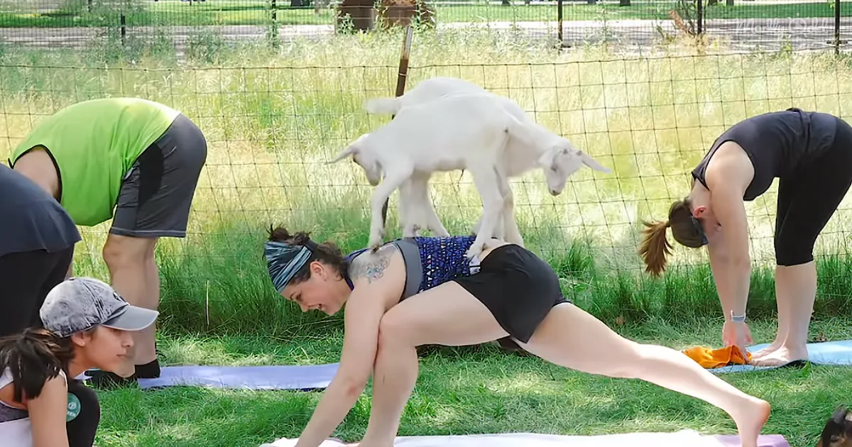 A woman practices yoga on a mat with a goat standing on a fence behind her.