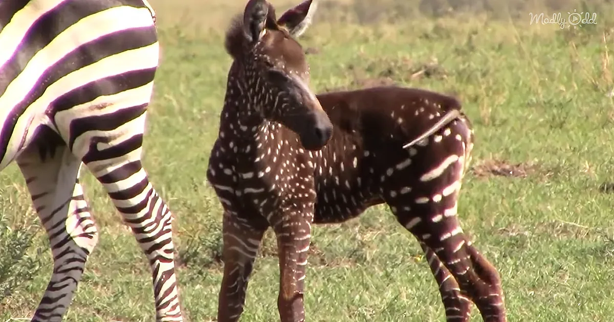 A zebra foal with unique dark coat and white spots stands beside its mother in a grassy field.