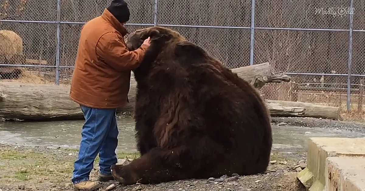A person in an orange jacket pets a large brown bear in an enclosure with a fence and water.