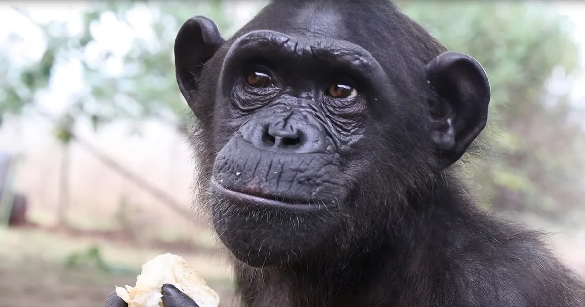 Precious Chimp Gets Rescued After Close Call Before Returning to Wild