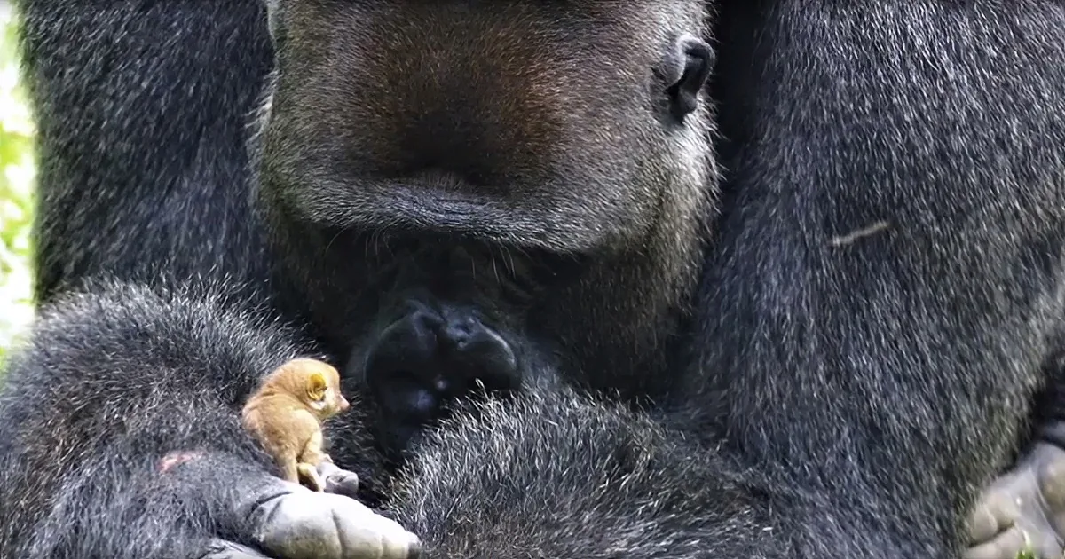 Massive Rescued Gorilla Has Unlikely Friendship With Tiny Wild Bush Baby