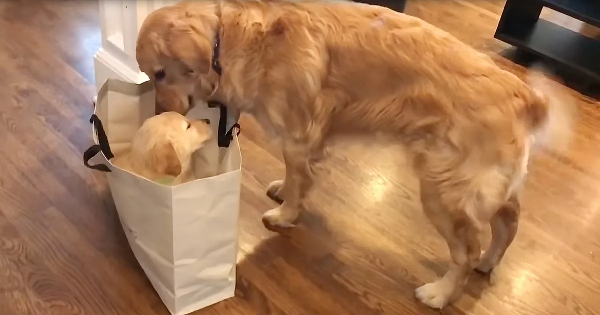 Sweet Golden Retriever Meets His Adorable Biological Sister