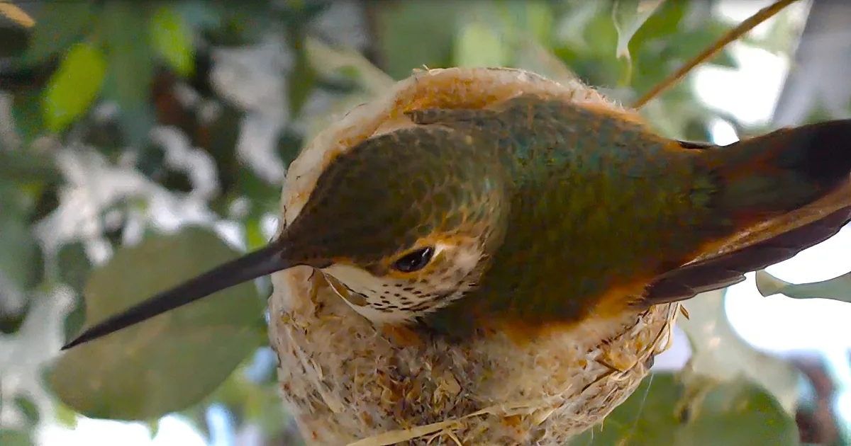 Adorable Hummingbird Hatchlings in Nest With Mother Rosie