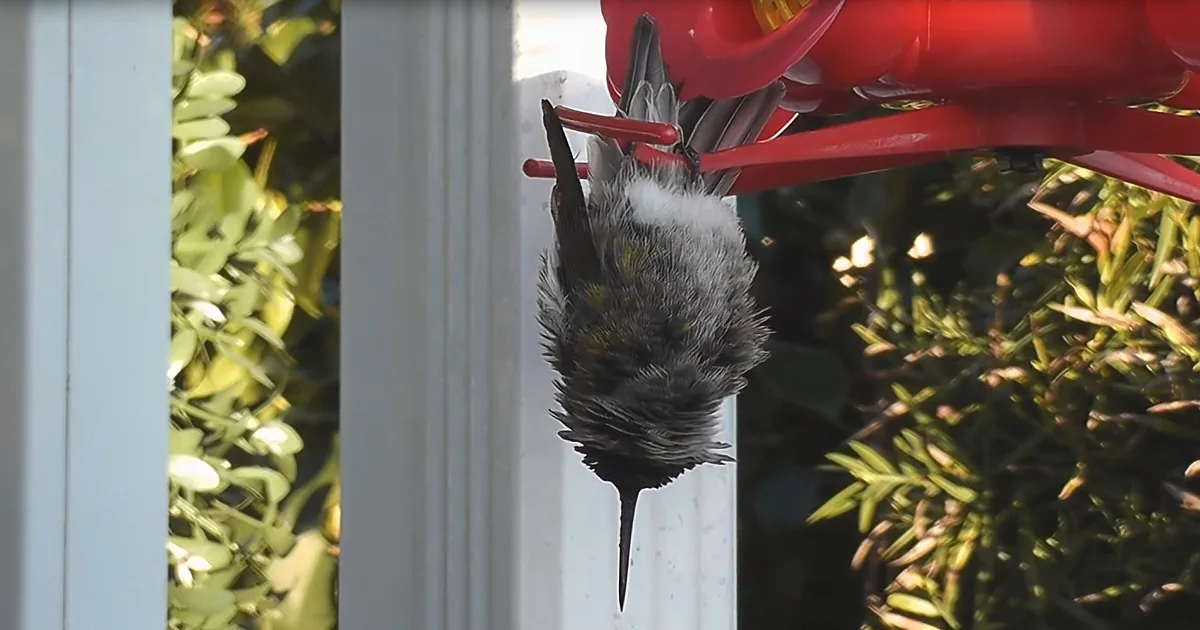 A hummingbird perches upside down on a red feeder, surrounded by green foliage and white vertical siding.