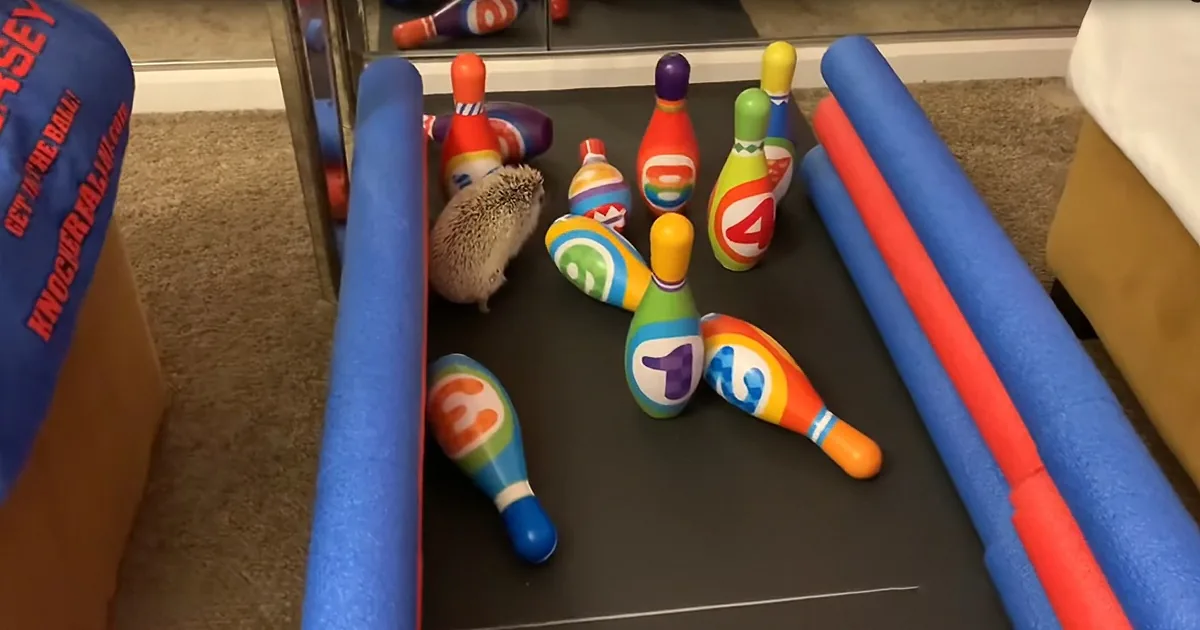 A hedgehog is playing a mini bowling game with colorful pins on a black surface.