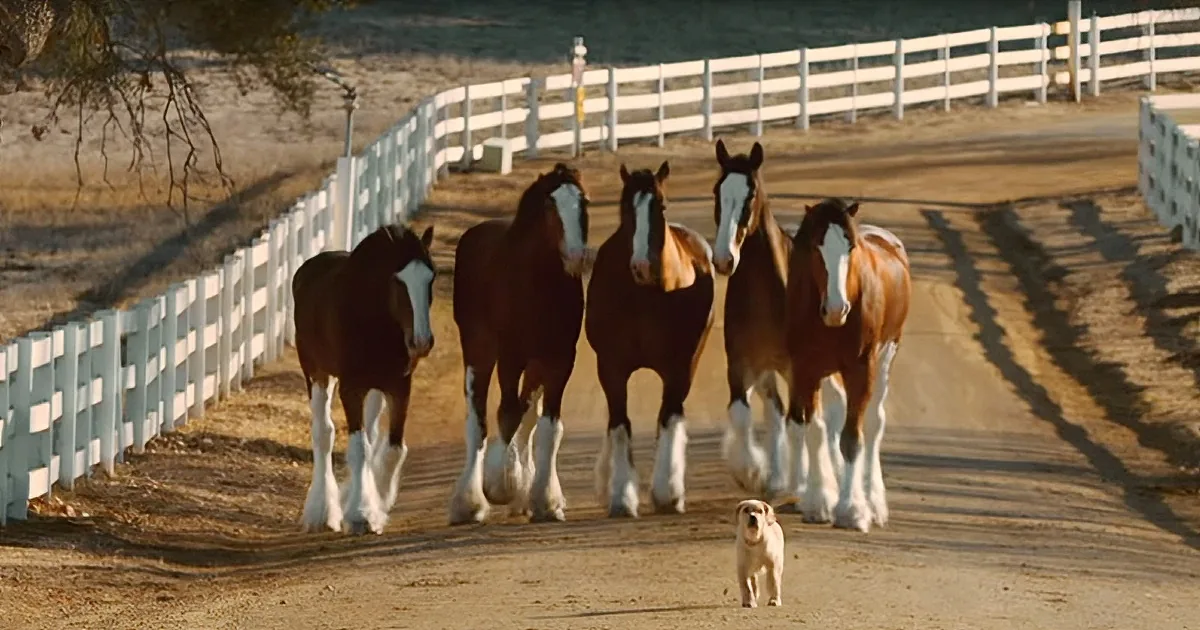 Budweiser Clydesdales Reunite With Puppy in Heartwarming Ad