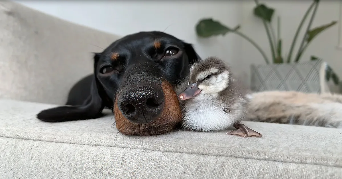 A black and brown dog rests on a couch, gently holding a small duckling with its paw.