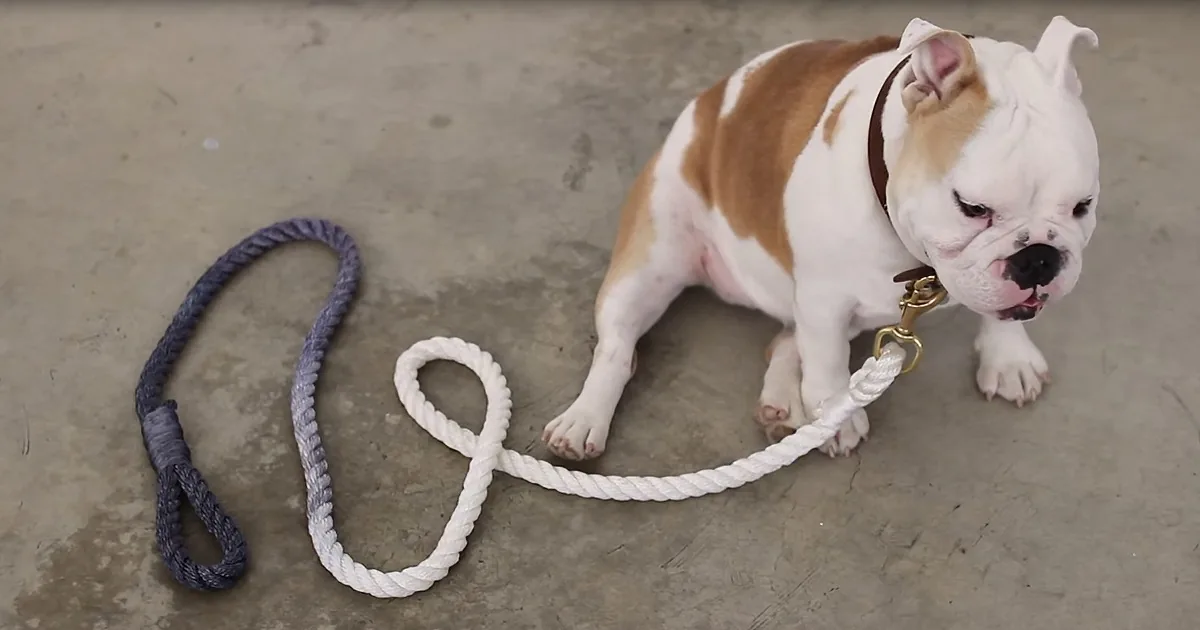 This Gorgeous Diy Ombre Dog Leash Couldn't Be Easier