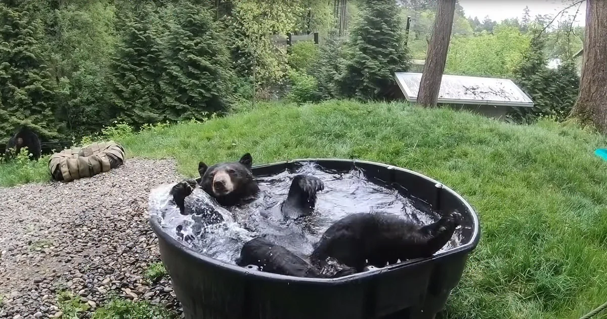 A bear is enjoying a swim in a black plastic tub surrounded by a grassy area and trees.