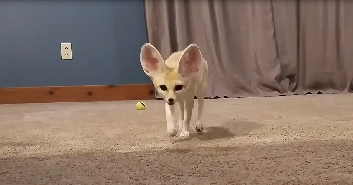 Sassy Fox Explores Ultimate Play Room
