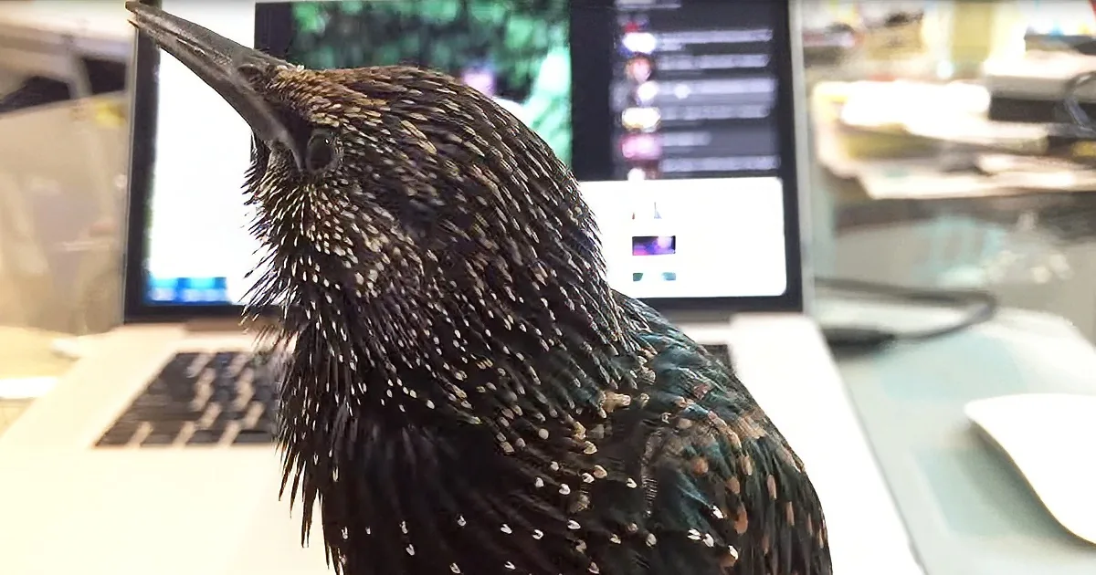 A starling perches on a laptop keyboard, its speckled feathers and sharp beak clearly visible.