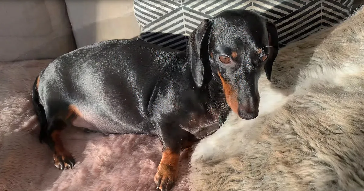A black and tan dachshund lies on a pink blanket next to a larger dog.