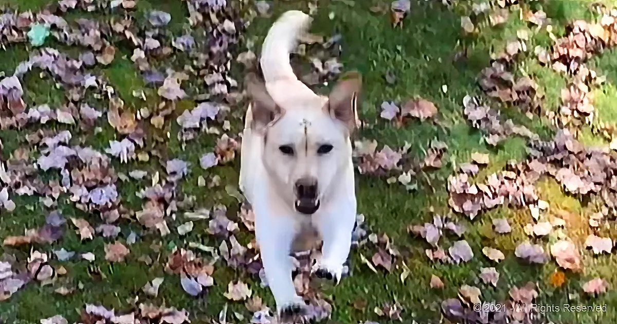 Stella the Yellow Lab Endlessly Plows Through Fresh Autumn Leaves