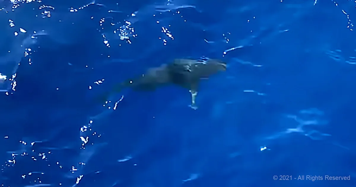 U.S. Coast Guard Takes on Shark Trying to Feed on Civilians