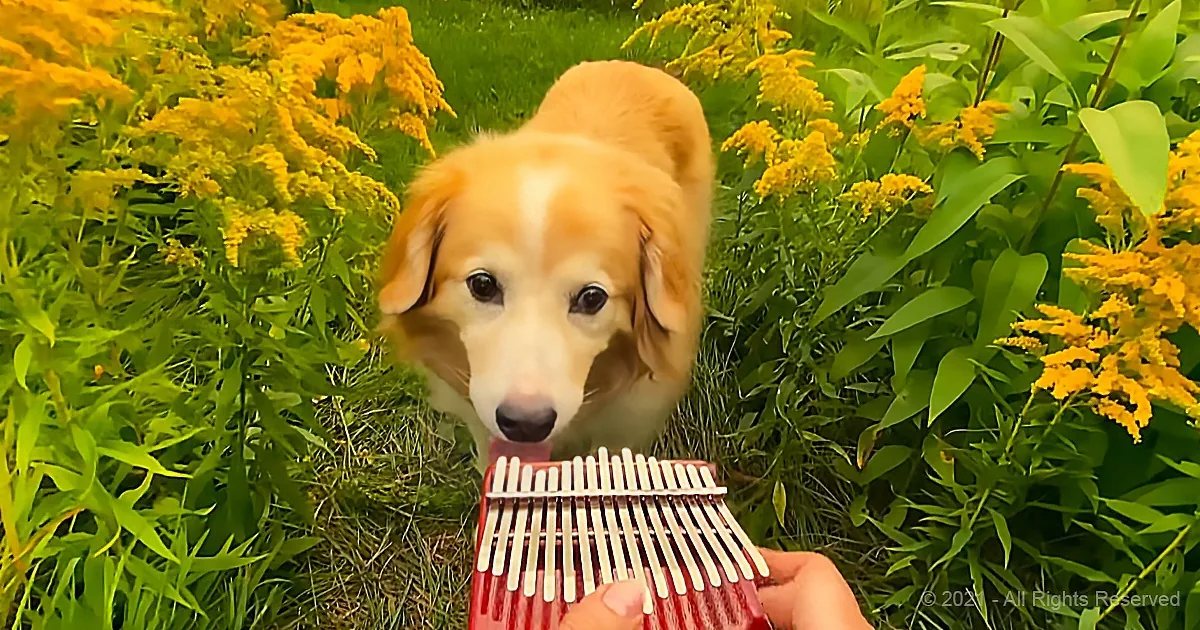 A golden retriever dog is playfully interacting with a red kalimba in a lush green garden.