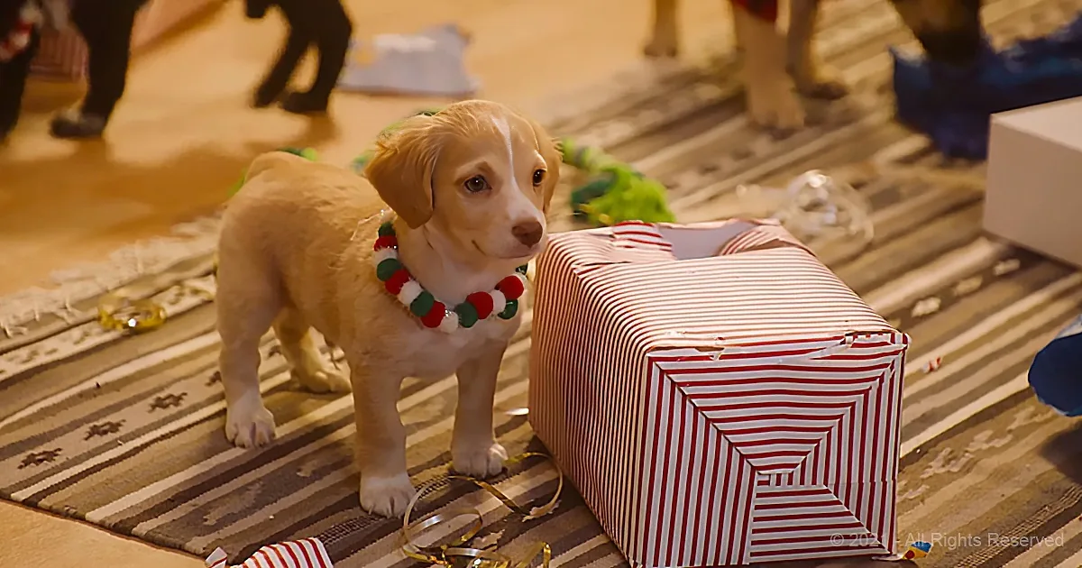 Cute White Elephant Puppy Party Goes Viral