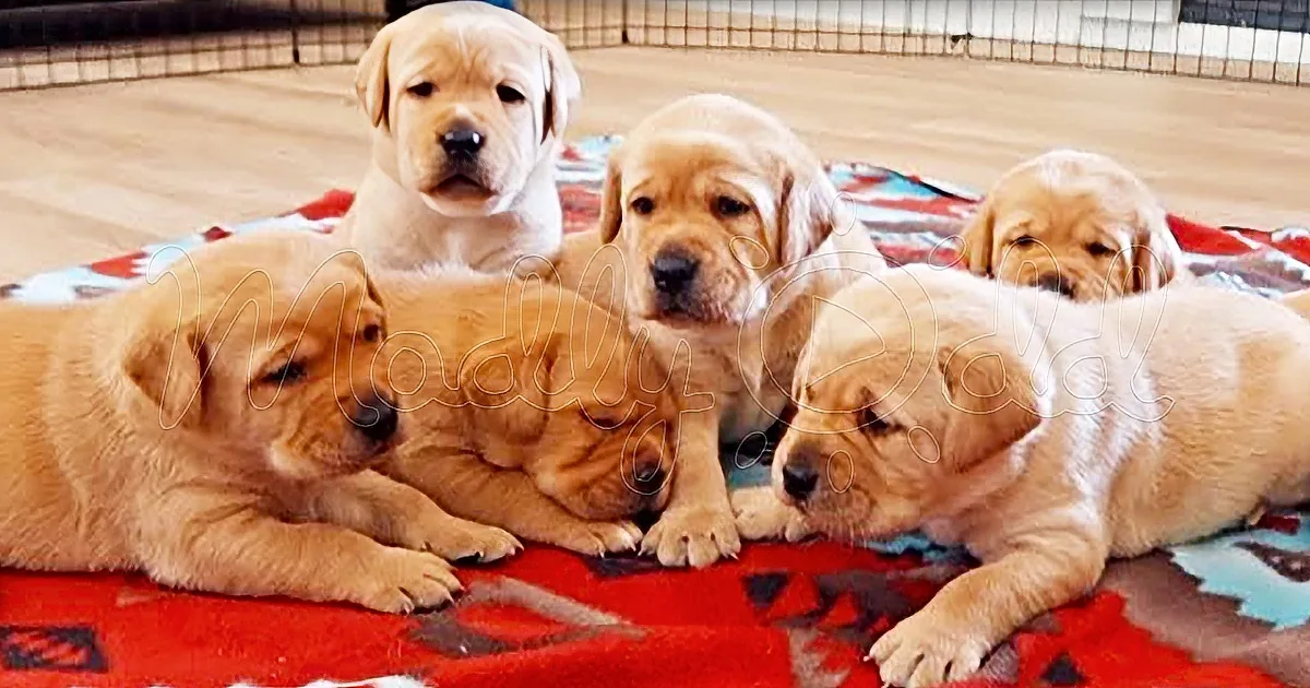 Five adorable golden Labrador puppies resting on a colorful blanket, looking relaxed and cute.