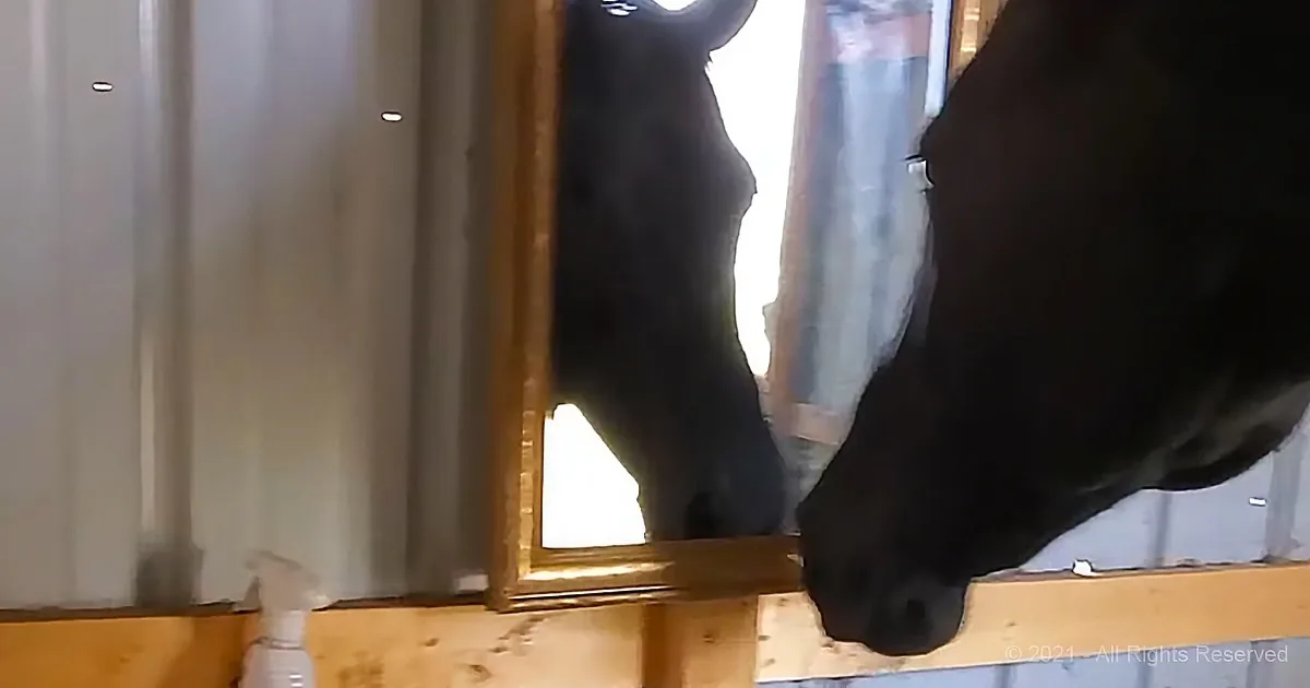Adorable Reaction When Horse Sees Herself in Mirror